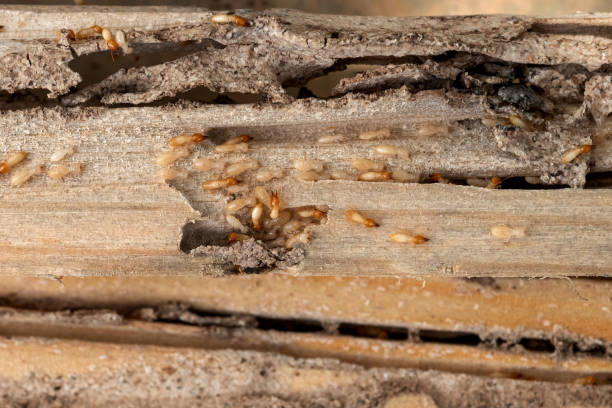 Best Termite Control Services  in Fayetteville, AL